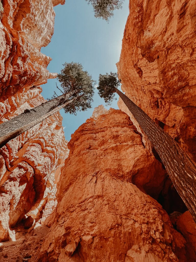 Looking up towards the sky and tree tops while hiking Wall Street in Bryce Canyon.